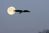 Un grand aigle à tête blanche vole en silhouette devant la pleine lune, sur fond de ciel hivernal bleu-gris, avec des branches d’arbres dénudées visibles dans le coin inférieur droit.