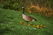 Une bernache du Canada traverse une prairie verdoyante parsemée de petites marguerites blanches, suivie de près par cinq oisons jaunes tout duveteux.