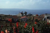 Un groupe de maisons en bois près d’un grand plan d’eau avec des fleurs rouges au premier plan.