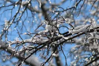 Des branches d’arbres recouvertes de neige se détachent sur un ciel bleu éclatant. Les branches nues et sombres sont recouvertes de neige fraîche et parsemées de gouttelettes de glace scintillantes, tandis que l’arrière-plan légèrement flou crée une scène hivernale saisissante.