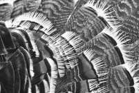 Gros plan en noir et blanc sur des plumes d’oiseau qui se chevauchent, probablement de la queue ou de l’aile d’un dindon sauvage.