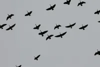 Une volée de bernaches, dont les silhouettes se détachent en plein vol sur un ciel gris et couvert, dispersées de manière désordonnée, les ailes déployées dans différentes positions.