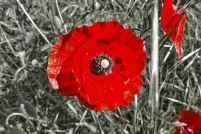 Gros plan d'’un coquelicot rouge vif dans un champ de coquelicots. L’image a été stylisée de manière à ce que seules les fleurs rouges soient en couleurs vives et que le champ environnant soit en noir et blanc.