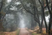 Un matin brumeux d’automne dans une forêt aux arbres touffus et aux feuilles automnales. Un étroit chemin de gravier serpente entre les arbres.