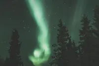 De grands sapins contre un ciel nocturne animé d’aurores boréales verdâtres et d’étoiles.
