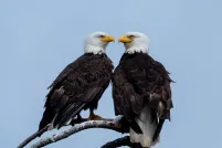 Deux aigles à tête blanche perchés sur une branche et se faisant face.