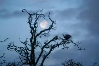 Un aigle à tête blanche solitaire est assis sur une branche d’un arbre tortueux et dénudé. À l’arrière-plan, une lune presque pleine brille dans un ciel crépusculaire.