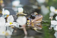 Une grenouille sort la tête de l’eau dans un étang au milieu de fleurs blanches.