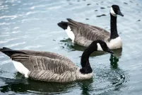 Deux bernaches du Canada ensemble sur un plan d’eau.