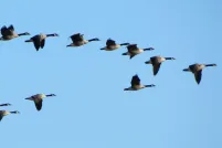 Un voilier de bernaches vole en formation en V dans un ciel bleu dégagé.