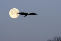 Un grand aigle à tête blanche vole en silhouette devant la pleine lune, sur fond de ciel hivernal bleu-gris, avec des branches d’arbres dénudées visibles dans le coin inférieur droit.