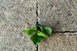 Gros plan sur une plante qui pousse dans les craques d’une surface en béton.