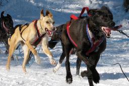 Un attelage de chiens noir et beige court en tirant un traîneau sur un terrain enneigé.