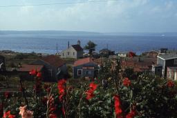 Un groupe de maisons en bois près d’un grand plan d’eau avec des fleurs rouges au premier plan.