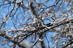 Des branches d’arbres recouvertes de neige se détachent sur un ciel bleu éclatant. Les branches nues et sombres sont recouvertes de neige fraîche et parsemées de gouttelettes de glace scintillantes, tandis que l’arrière-plan légèrement flou crée une scène hivernale saisissante.