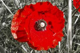 Gros plan d'’un coquelicot rouge vif dans un champ de coquelicots. L’image a été stylisée de manière à ce que seules les fleurs rouges soient en couleurs vives et que le champ environnant soit en noir et blanc.