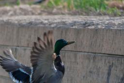 Un canard volant le long d’un mur de blocs de béton sur lequel se détache l’ombre du canard.