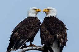 Deux aigles à tête blanche perchés sur une branche et se faisant face.