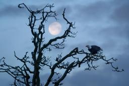 Un aigle à tête blanche solitaire est assis sur une branche d’un arbre tortueux et dénudé. À l’arrière-plan, une lune presque pleine brille dans un ciel crépusculaire.