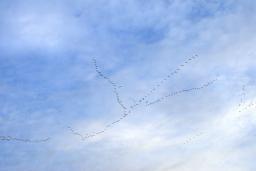 Un voilier d’oies vole dans un ciel d’un bleu éclatant.