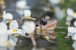 Une grenouille sort la tête de l’eau dans un étang au milieu de fleurs blanches.