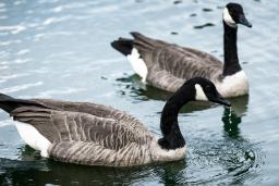 Deux bernaches du Canada ensemble sur un plan d’eau.