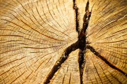 La coupe transversale d’un vieil arbre révèle les nombreux anneaux et les fissures dans le bois qui se sont développés au fil du temps.
