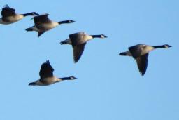 Un voilier de bernaches vole en formation en V dans un ciel bleu dégagé.