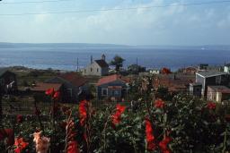 Un groupe de maisons en bois près d’un grand plan d’eau avec des fleurs rouges au premier plan.