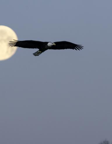 Un grand aigle à tête blanche vole en silhouette devant la pleine lune, sur fond de ciel hivernal bleu-gris, avec des branches d’arbres dénudées visibles dans le coin inférieur droit. Visibilité masquée.