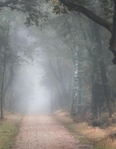 Un matin brumeux d’automne dans une forêt aux arbres touffus et aux feuilles automnales. Un étroit chemin de gravier serpente entre les arbres. Visibilité masquée.