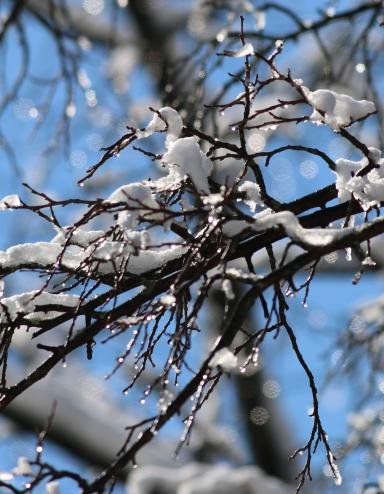 Des branches d’arbres recouvertes de neige se détachent sur un ciel bleu éclatant. Les branches nues et sombres sont recouvertes de neige fraîche et parsemées de gouttelettes de glace scintillantes, tandis que l’arrière-plan légèrement flou crée une scène hivernale saisissante. Visibilité masquée.