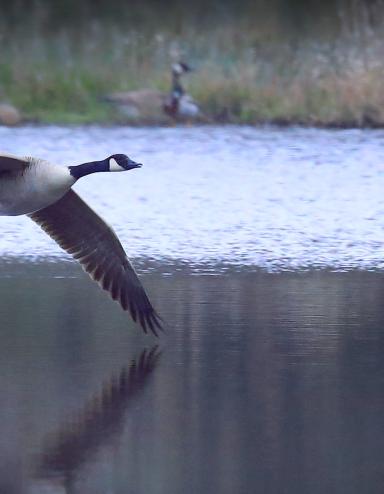 A Canada goose flying low across a lake. Visibilité masquée.