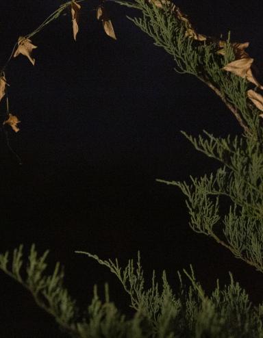 A full moon glows brightly in the night sky, framed by the arching tip of a green conifer branch with a few dried brown leaves hanging from it. Visibilité masquée.