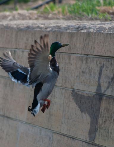 Un canard volant le long d’un mur de blocs de béton sur lequel se détache l’ombre du canard. Visibilité masquée.