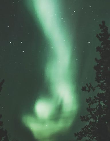 De grands sapins contre un ciel nocturne animé d’aurores boréales verdâtres et d’étoiles. Visibilité masquée.