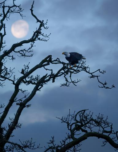 Un aigle à tête blanche solitaire est assis sur une branche d’un arbre tortueux et dénudé. À l’arrière-plan, une lune presque pleine brille dans un ciel crépusculaire. Visibilité masquée.