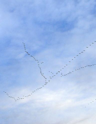 Un voilier d’oies vole dans un ciel d’un bleu éclatant. Visibilité masquée.