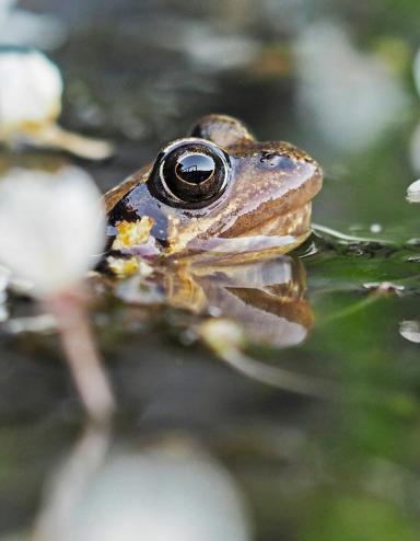 Une grenouille sort la tête de l’eau dans un étang au milieu de fleurs blanches. Visibilité masquée.