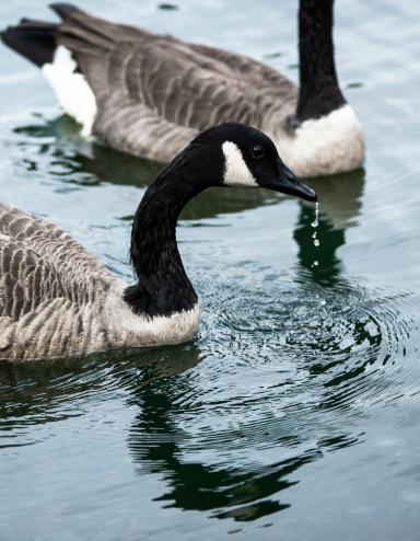 Deux bernaches du Canada ensemble sur un plan d’eau. Visibilité masquée.
