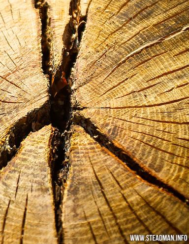 La coupe transversale d’un vieil arbre révèle les nombreux anneaux et les fissures dans le bois qui se sont développés au fil du temps. Visibilité masquée.