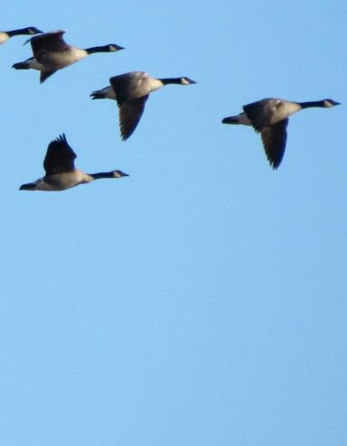Un voilier de bernaches vole en formation en V dans un ciel bleu dégagé. Visibilité masquée.
