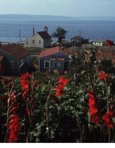 Un groupe de maisons en bois près d’un grand plan d’eau avec des fleurs rouges au premier plan.
