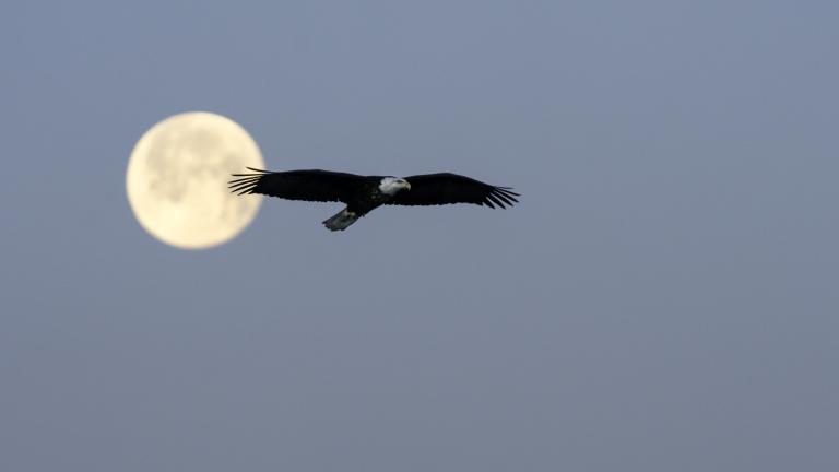Un grand aigle à tête blanche vole en silhouette devant la pleine lune, sur fond de ciel hivernal bleu-gris, avec des branches d’arbres dénudées visibles dans le coin inférieur droit. Visibilité masquée.