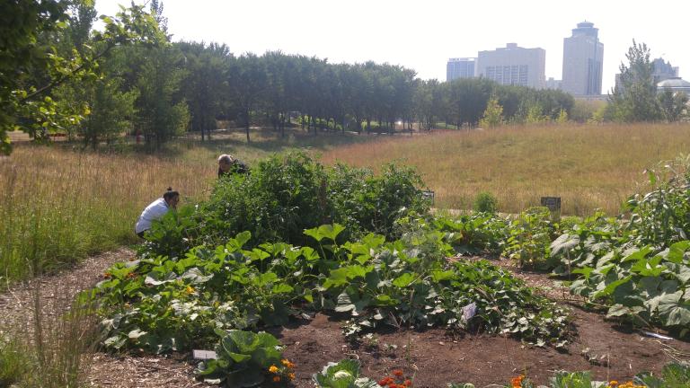 Un jardin débordant de légumes par une journée ensoleillée. Deux personnes dans le jardin sont penchées sur les plantes. On voit des herbes hautes et des arbres autour du jardin, et de grands édifices en arrière-plan.