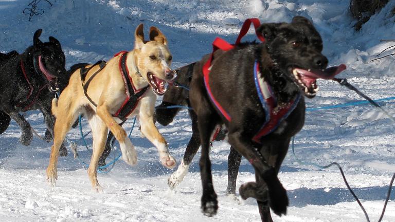 Un attelage de chiens noir et beige court en tirant un traîneau sur un terrain enneigé. Visibilité masquée.