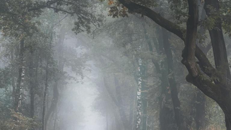 Un matin brumeux d’automne dans une forêt aux arbres touffus et aux feuilles automnales. Un étroit chemin de gravier serpente entre les arbres. Visibilité masquée.