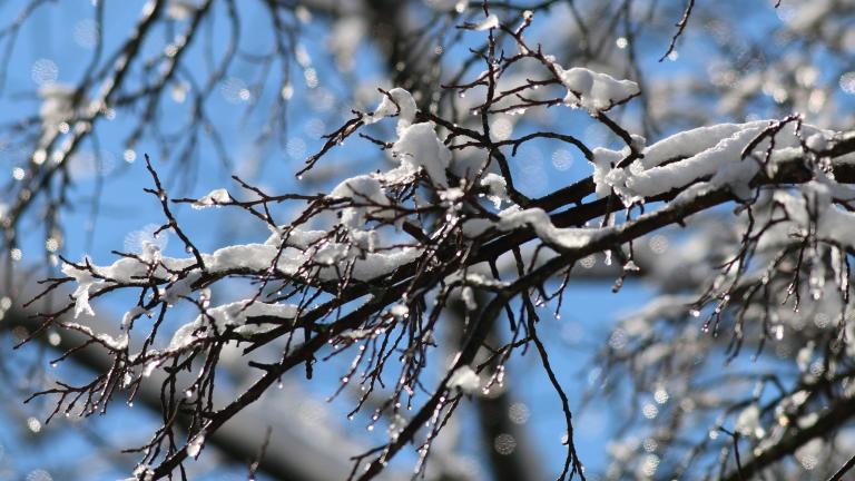 Des branches d’arbres recouvertes de neige se détachent sur un ciel bleu éclatant. Les branches nues et sombres sont recouvertes de neige fraîche et parsemées de gouttelettes de glace scintillantes, tandis que l’arrière-plan légèrement flou crée une scène hivernale saisissante. Visibilité masquée.