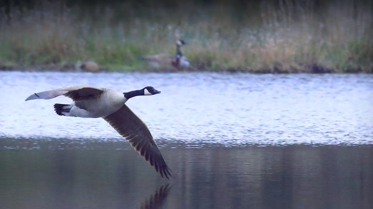 A Canada goose flying low across a lake. Visibilité masquée.