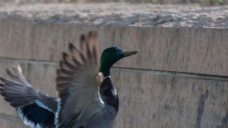 Un canard volant le long d’un mur de blocs de béton sur lequel se détache l’ombre du canard. Visibilité masquée.